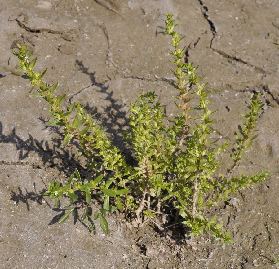 Image of genus Veronica specimen.