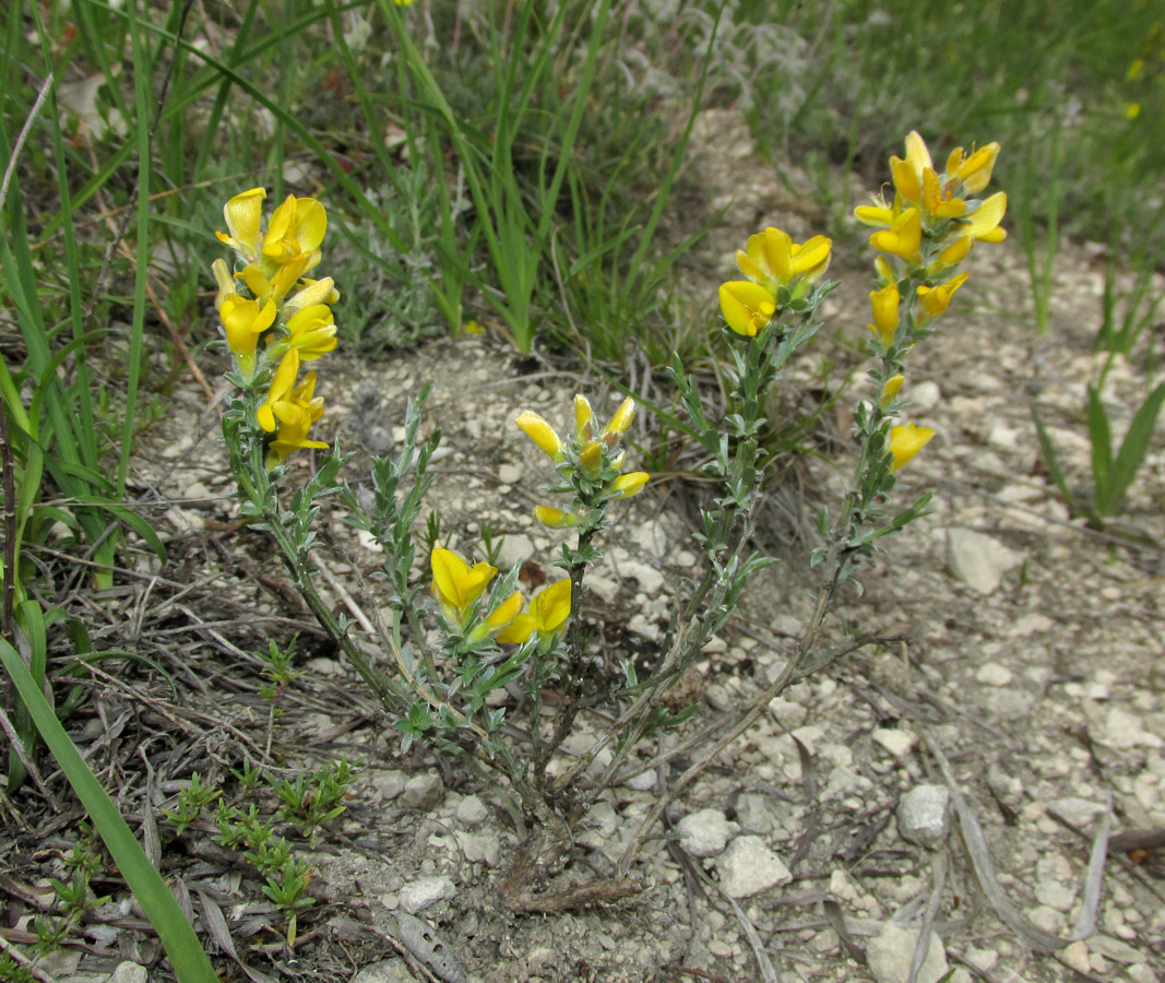 Image of genus Genista specimen.