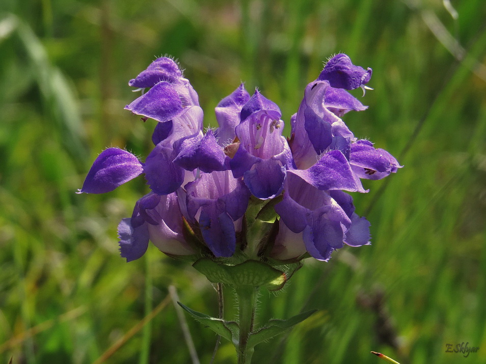 Image of Prunella grandiflora specimen.