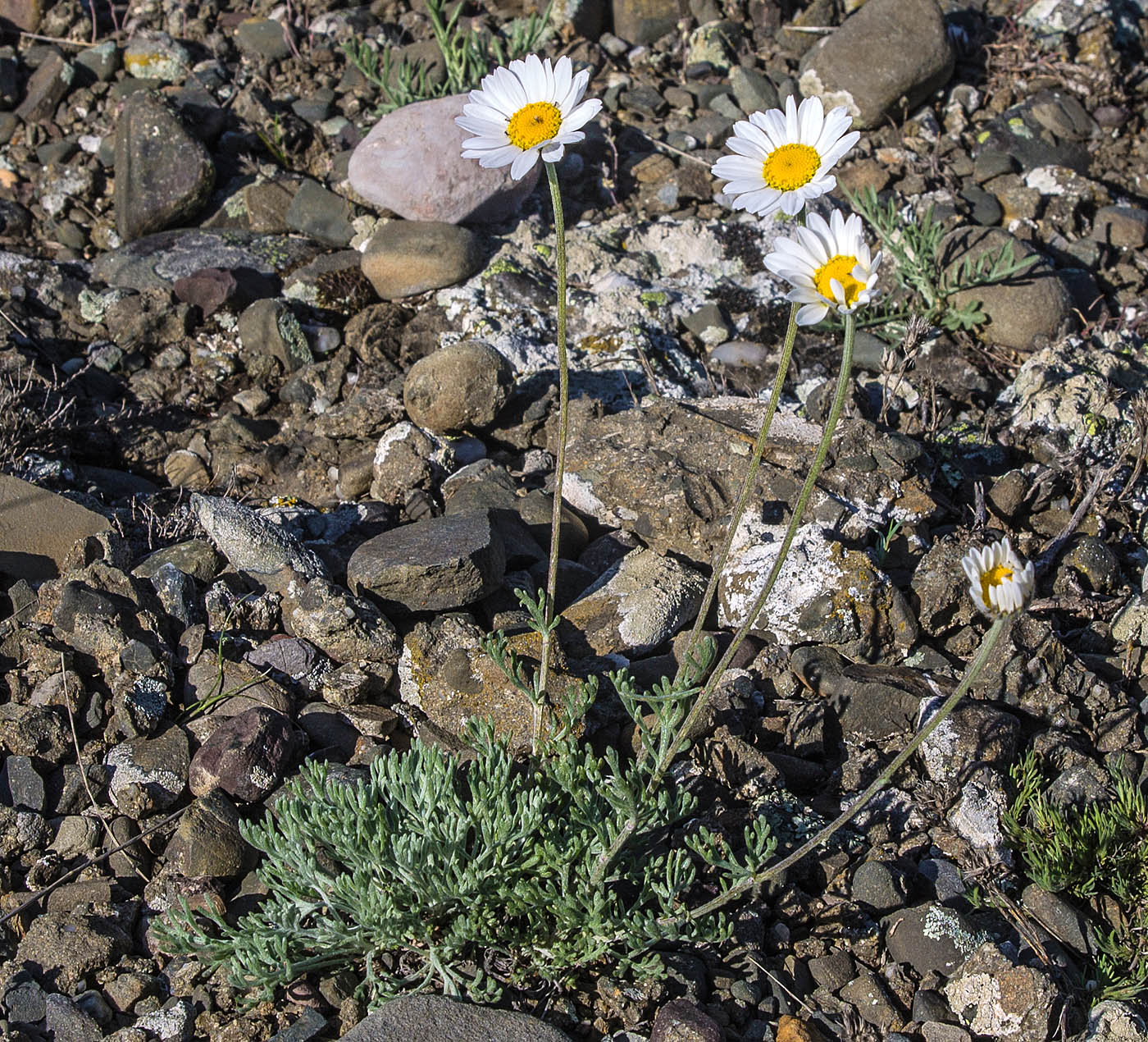 Image of Anthemis sterilis specimen.