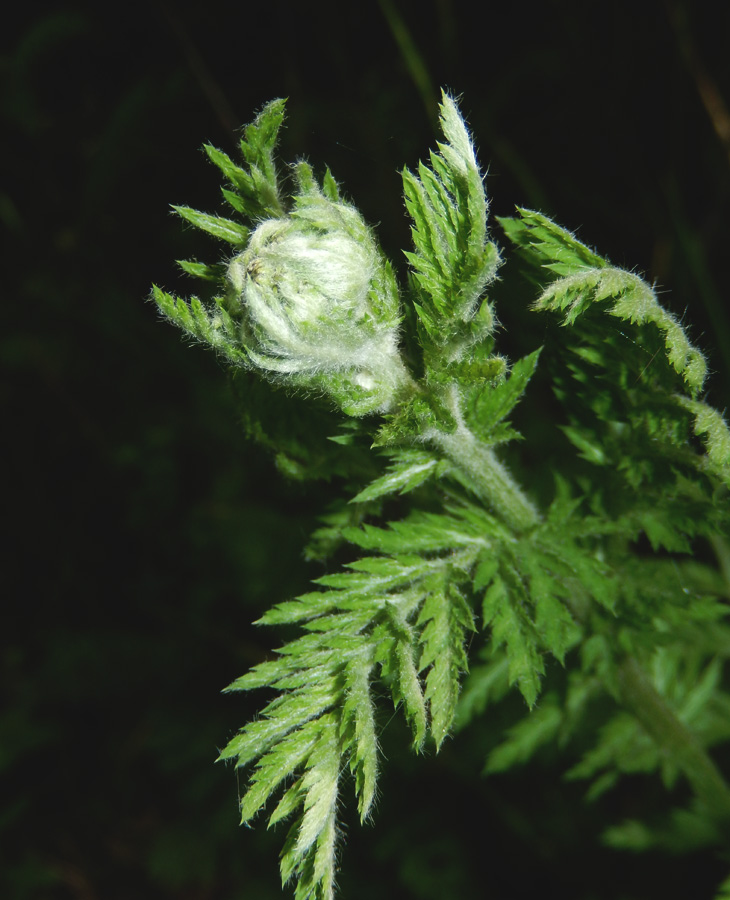 Image of Pyrethrum corymbosum specimen.