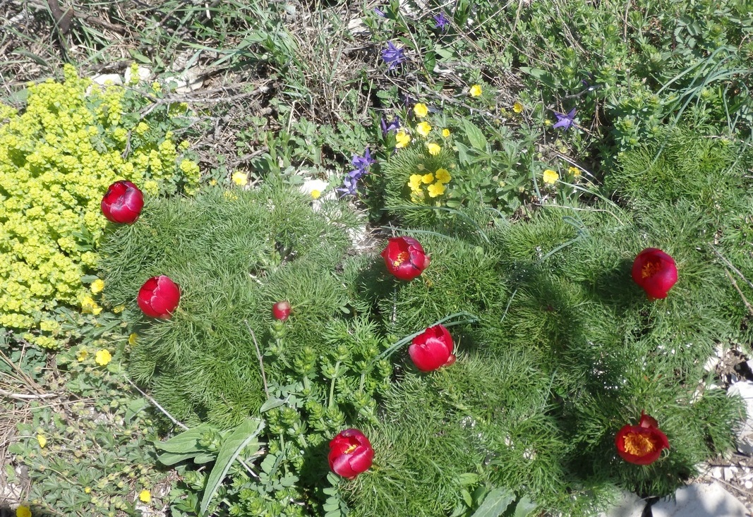 Image of Paeonia tenuifolia specimen.