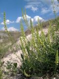 Reseda lutea