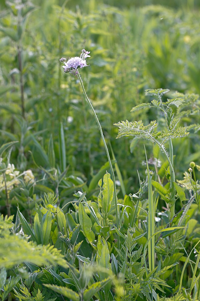 Изображение особи Knautia arvensis.