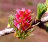 Larix sukaczewii