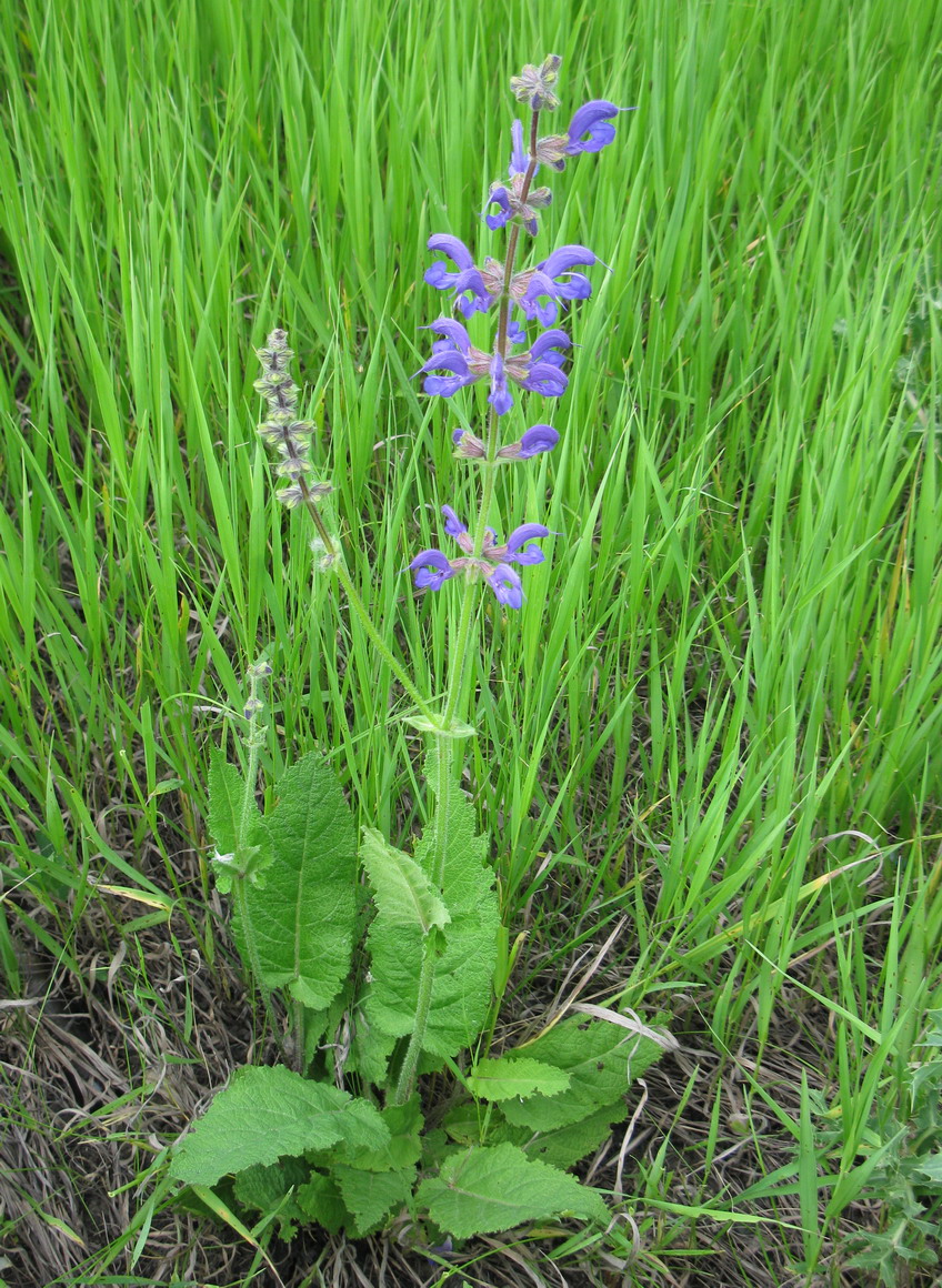 Изображение особи Salvia pratensis.