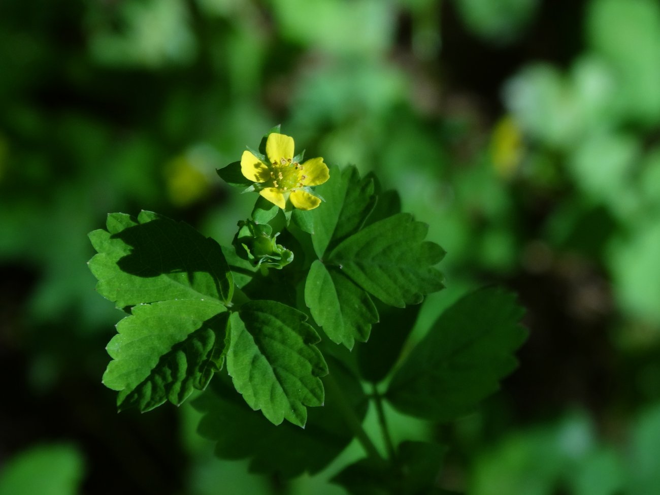 Image of Potentilla centigrana specimen.