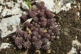 Sedum rubens
