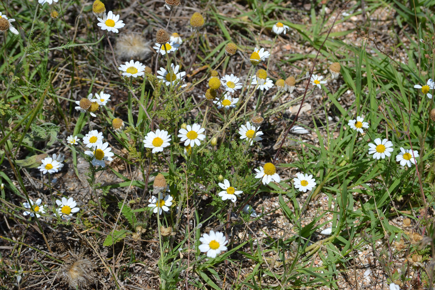 Image of Anthemis ruthenica specimen.