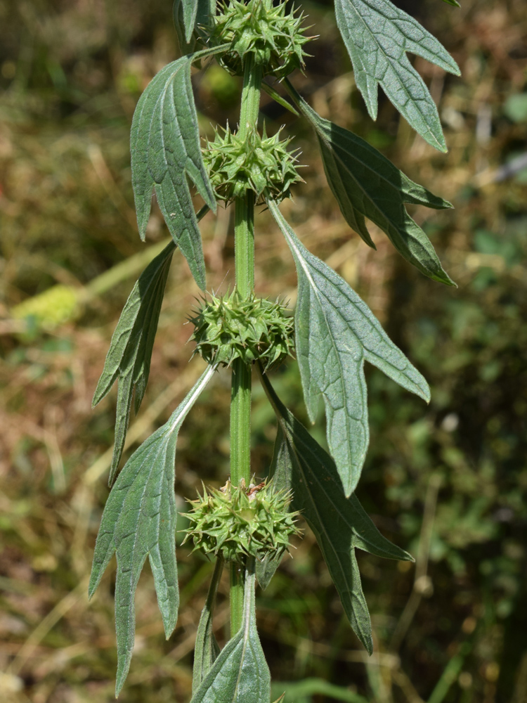 Изображение особи Leonurus turkestanicus.