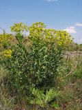 Euphorbia stepposa