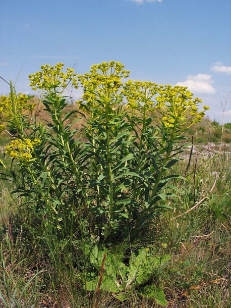 Image of Euphorbia stepposa specimen.