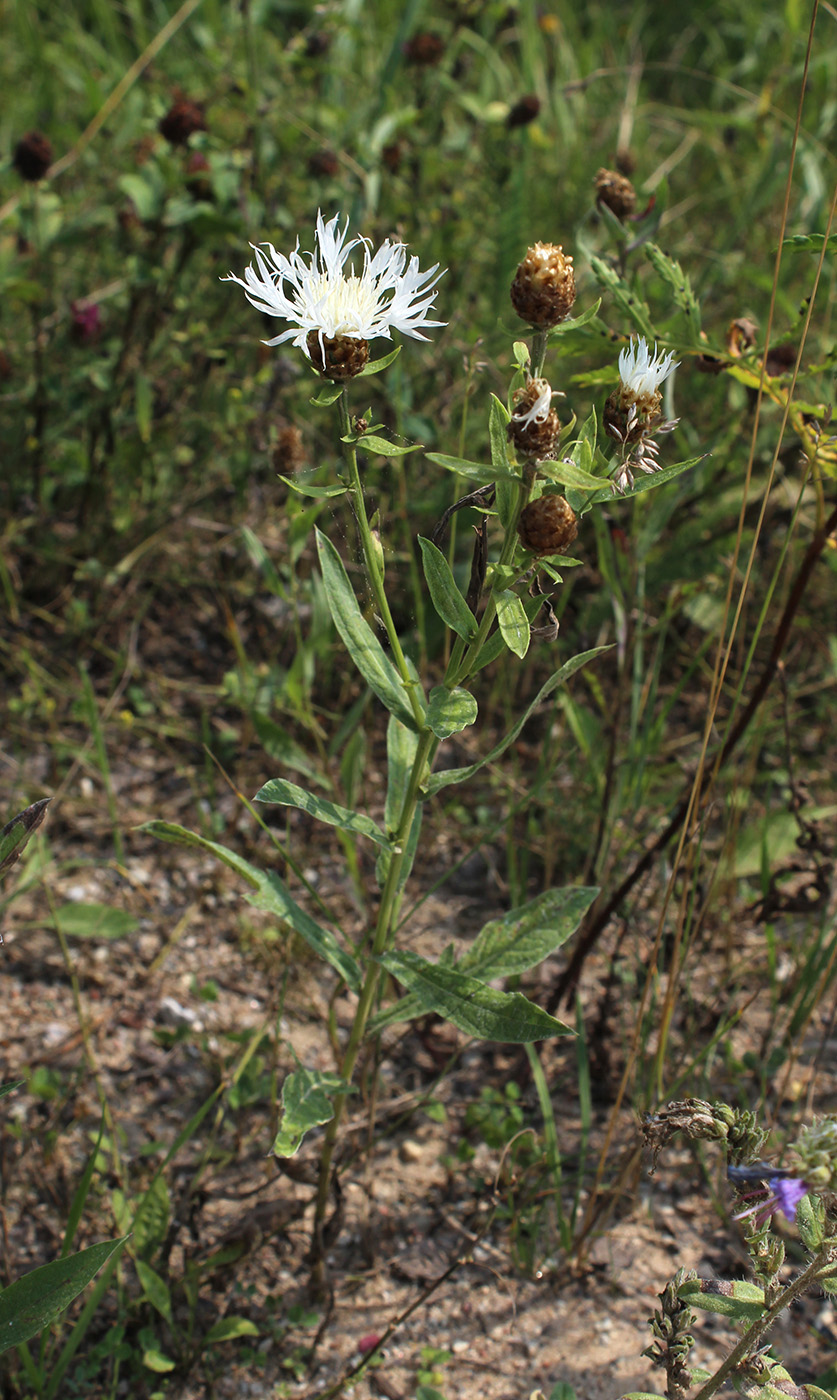 Image of Centaurea jacea specimen.