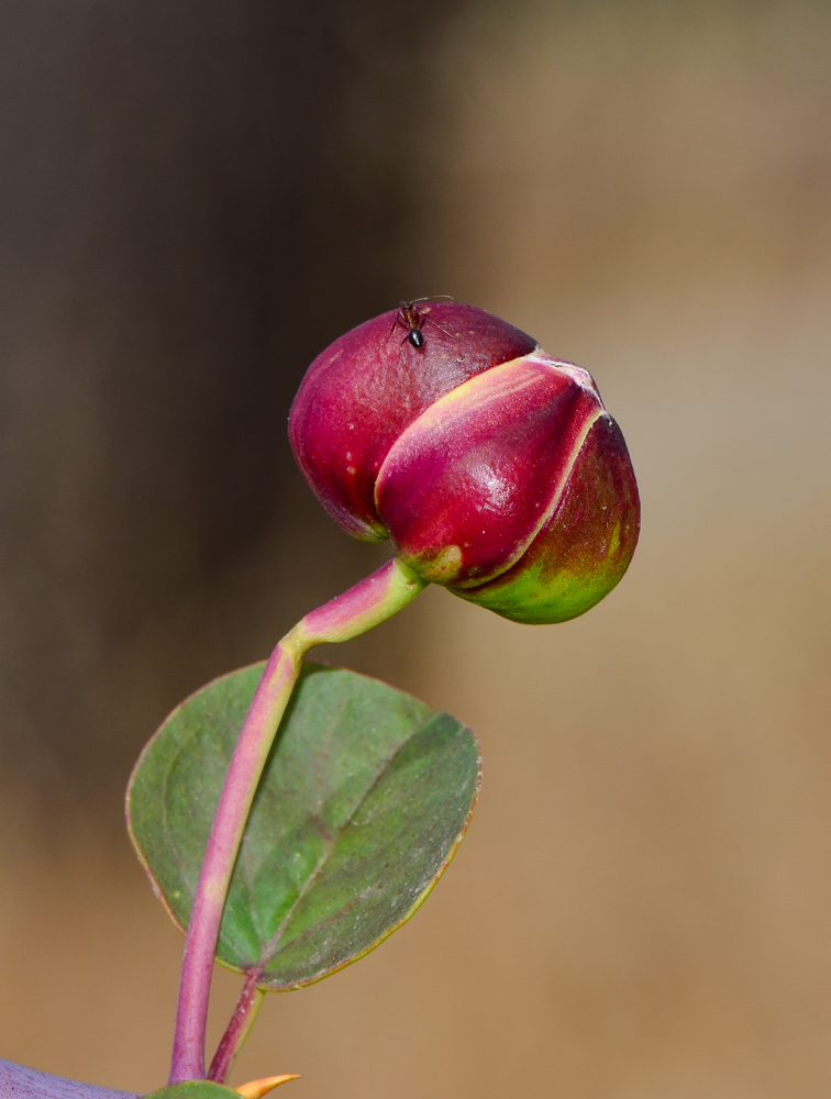 Изображение особи Capparis zoharyi.