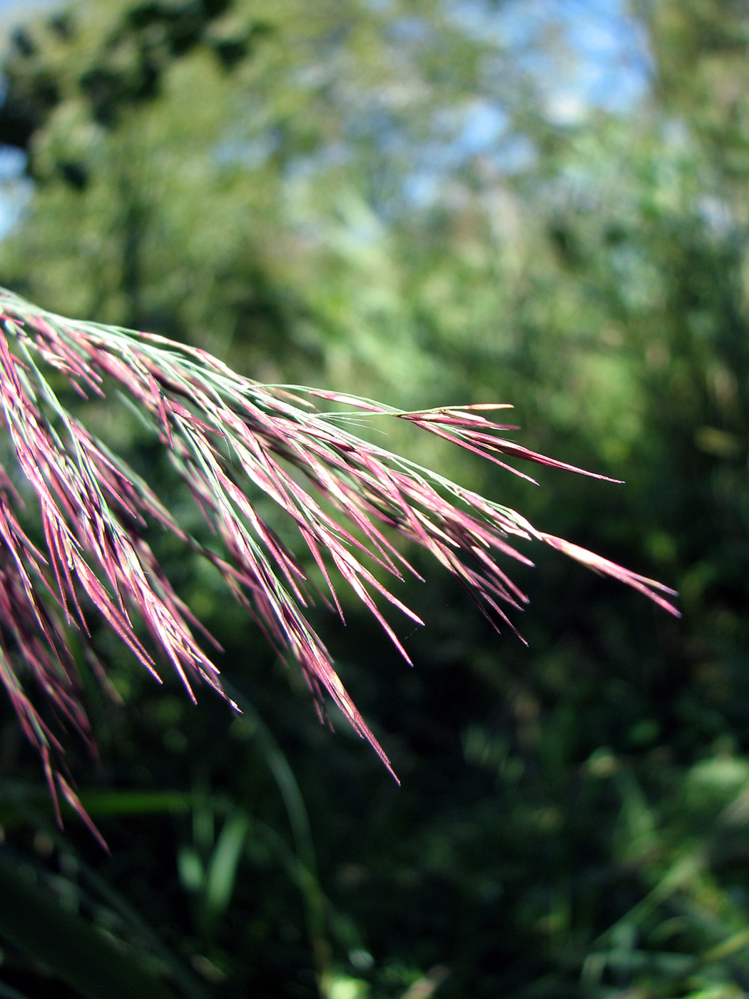 Изображение особи Phragmites australis.