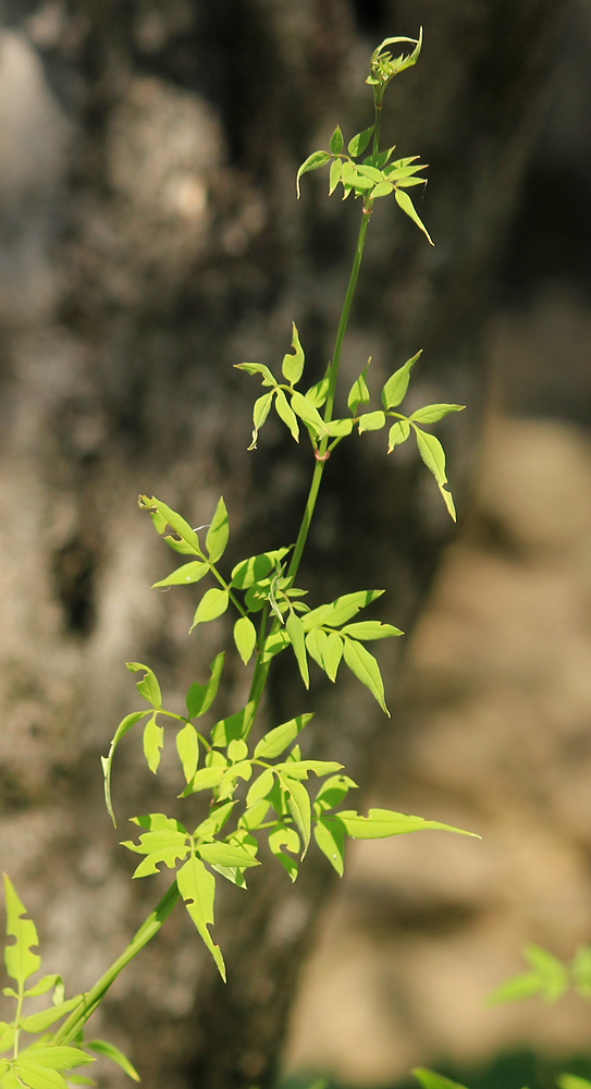 Изображение особи Jasminum officinale.