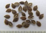 Cervaria caucasica