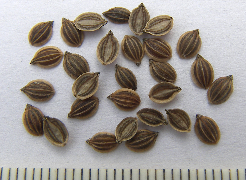 Image of Cervaria caucasica specimen.