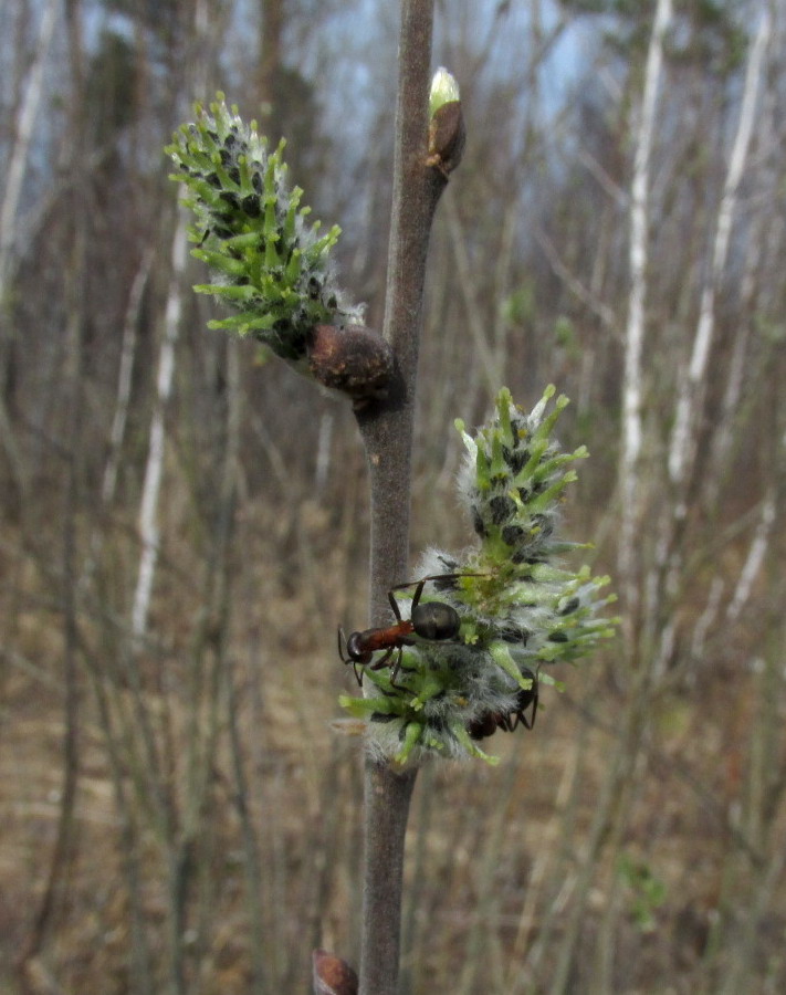 Image of Salix cinerea specimen.