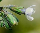 Anchusa strigosa. Бутоны и цветок. Израиль, Нижняя Галилея, г. Верхний Назарет, выположенная вершина горы, выс. ок. 480 м н. у. м. 26.03.2014.