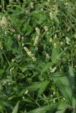 Persicaria maculosa. Верхушки побегов с соцветиями (белоцветковая форма). Ленинградская обл., Всеволожский р-н, окр. пос. Куйвози, зарастающее осушенное болото. 29.08.2015.
