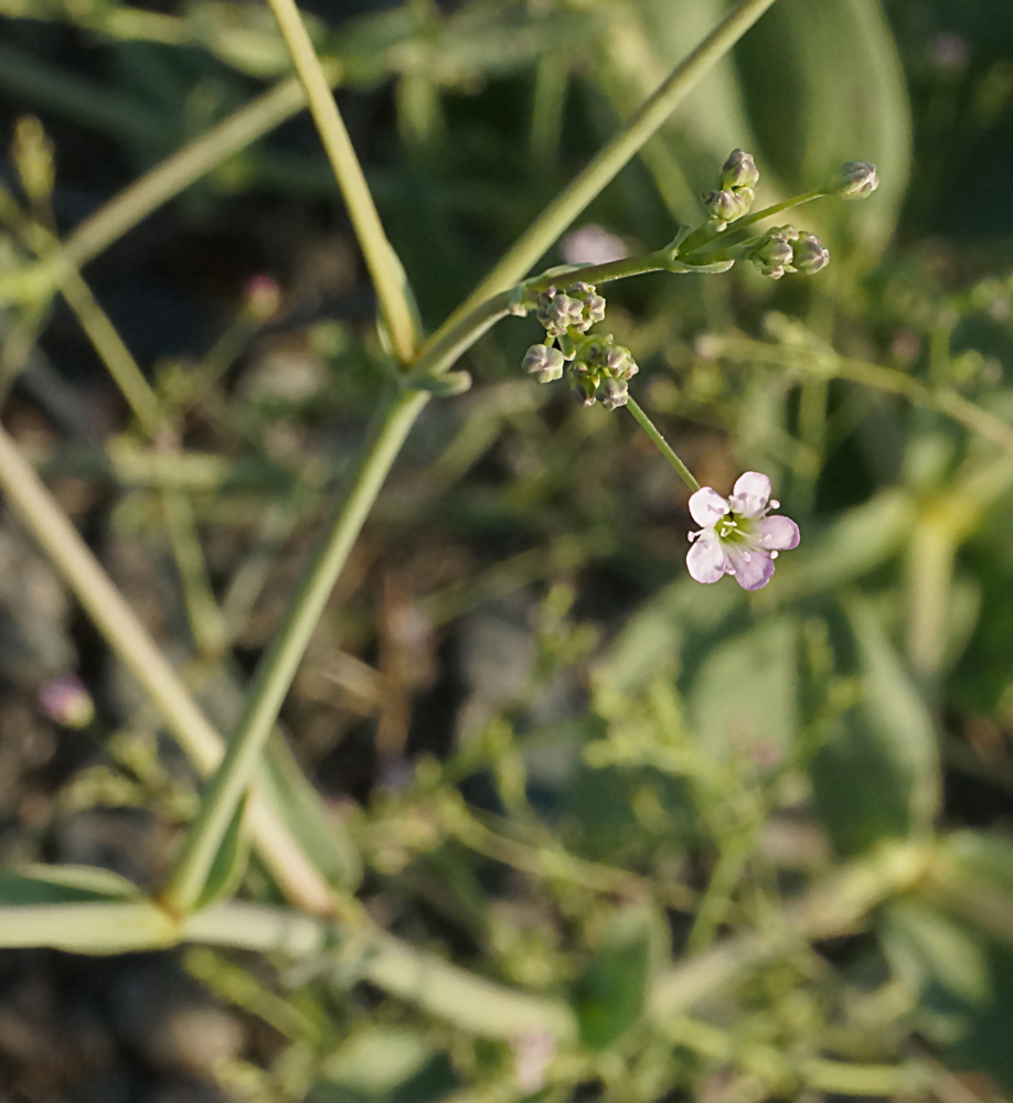 Image of Gypsophila perfoliata specimen.