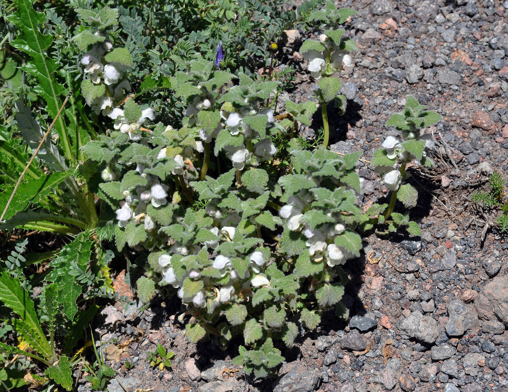 Image of Lamium tomentosum specimen.