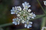 Смотреть изображение Astrodaucus littoralis