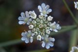 Astrodaucus littoralis