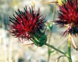 Centaurea rubriflora