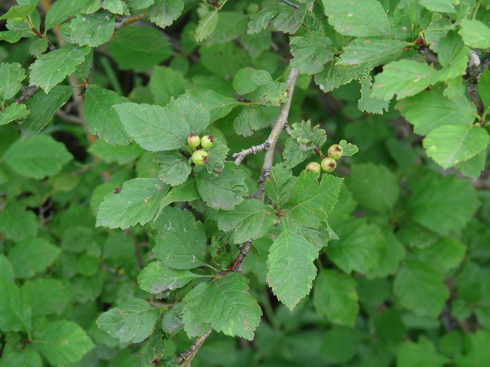 Изображение особи Crataegus sanguinea.