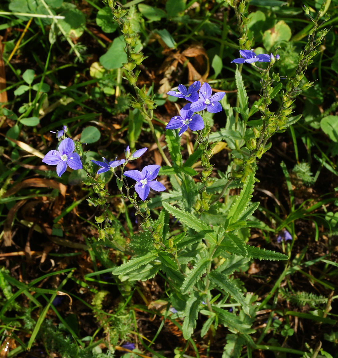 Image of Veronica krylovii specimen.