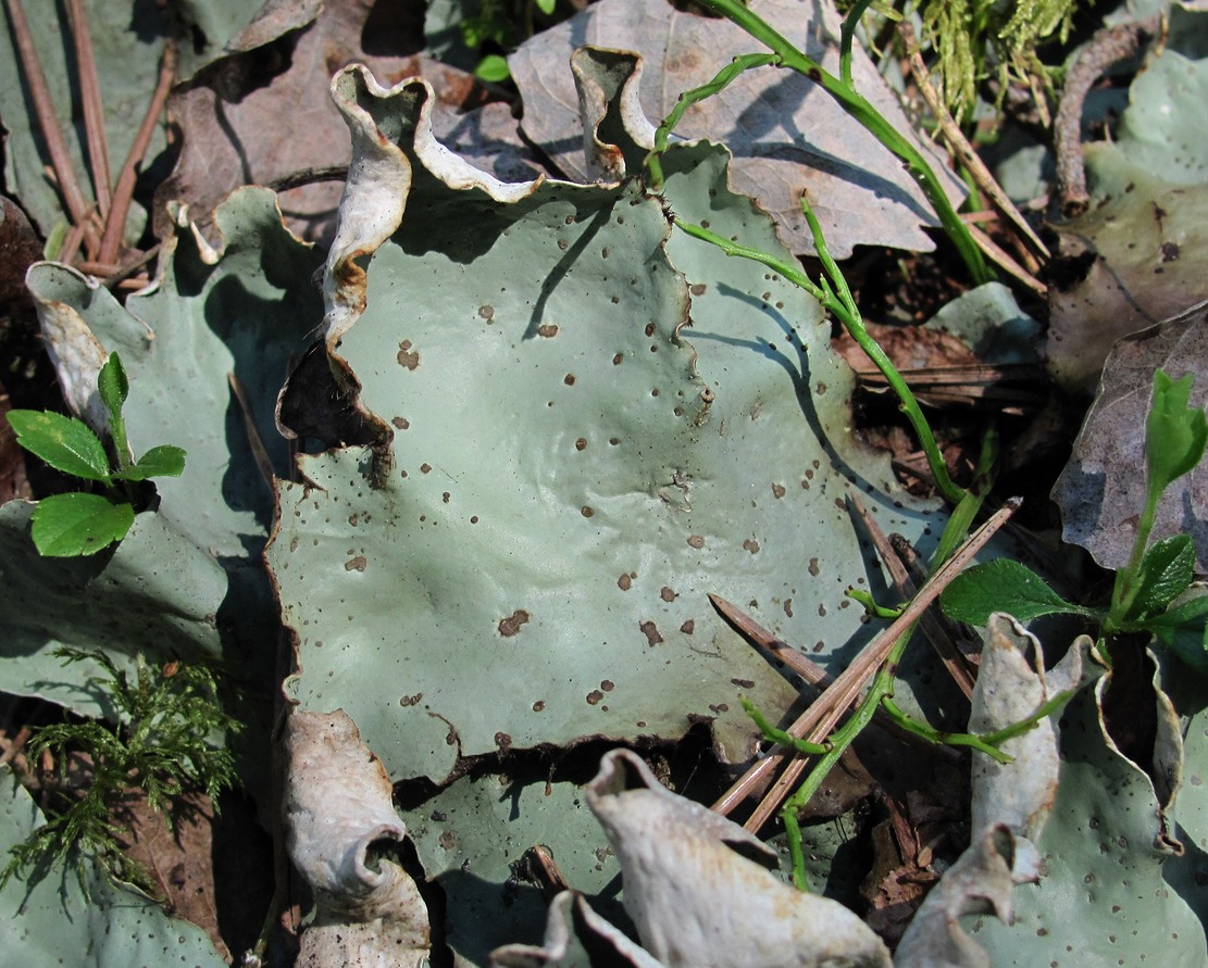 Image of Peltigera aphthosa specimen.