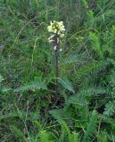 Pedicularis sibthorpii. Цветущее растение. Крым, гора Чатырдаг (нижнее плато), луговая степь. 05.06.2016.