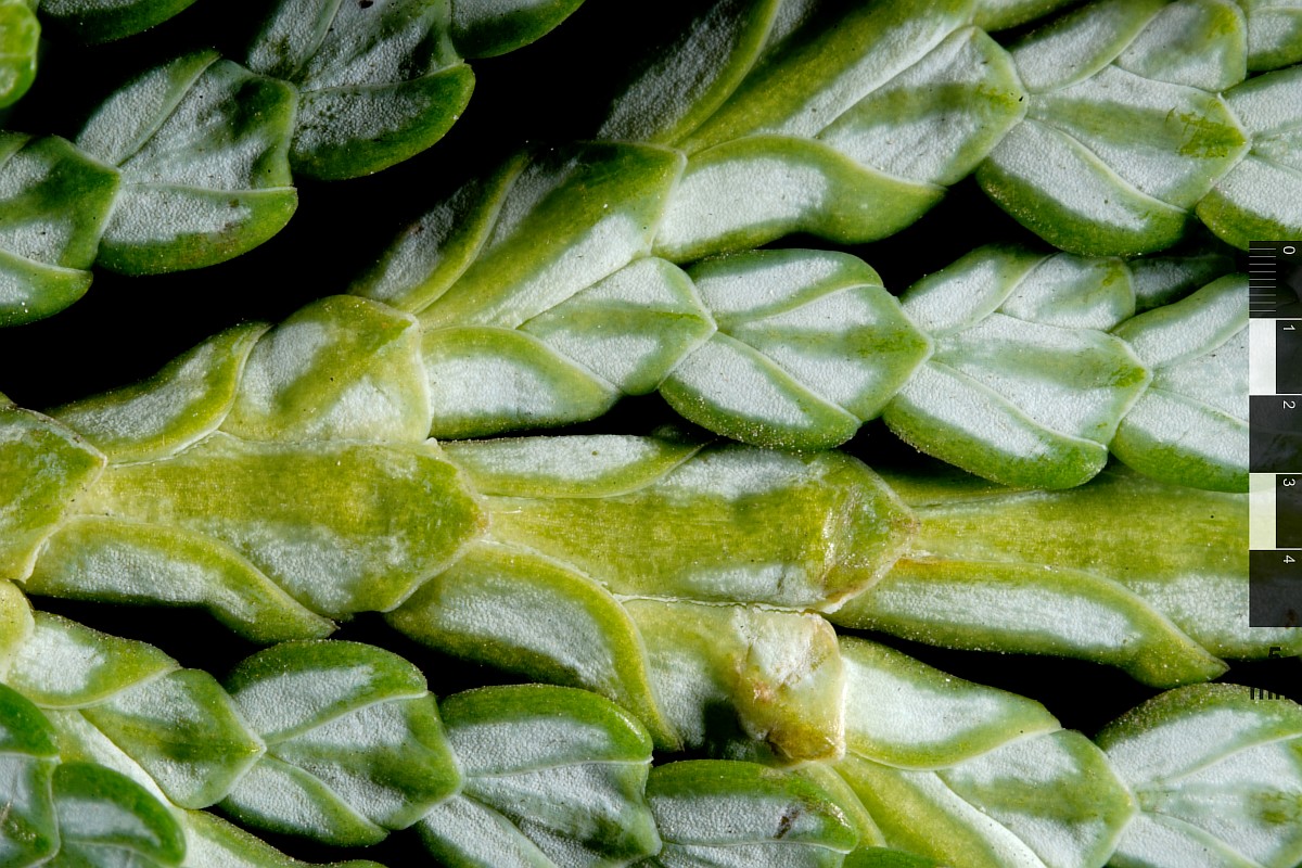 Image of Thuja koraiensis specimen.