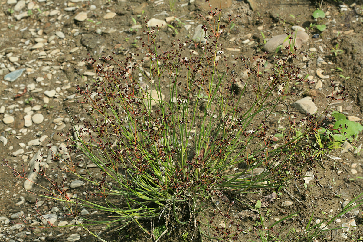 Изображение особи Juncus turczaninowii.