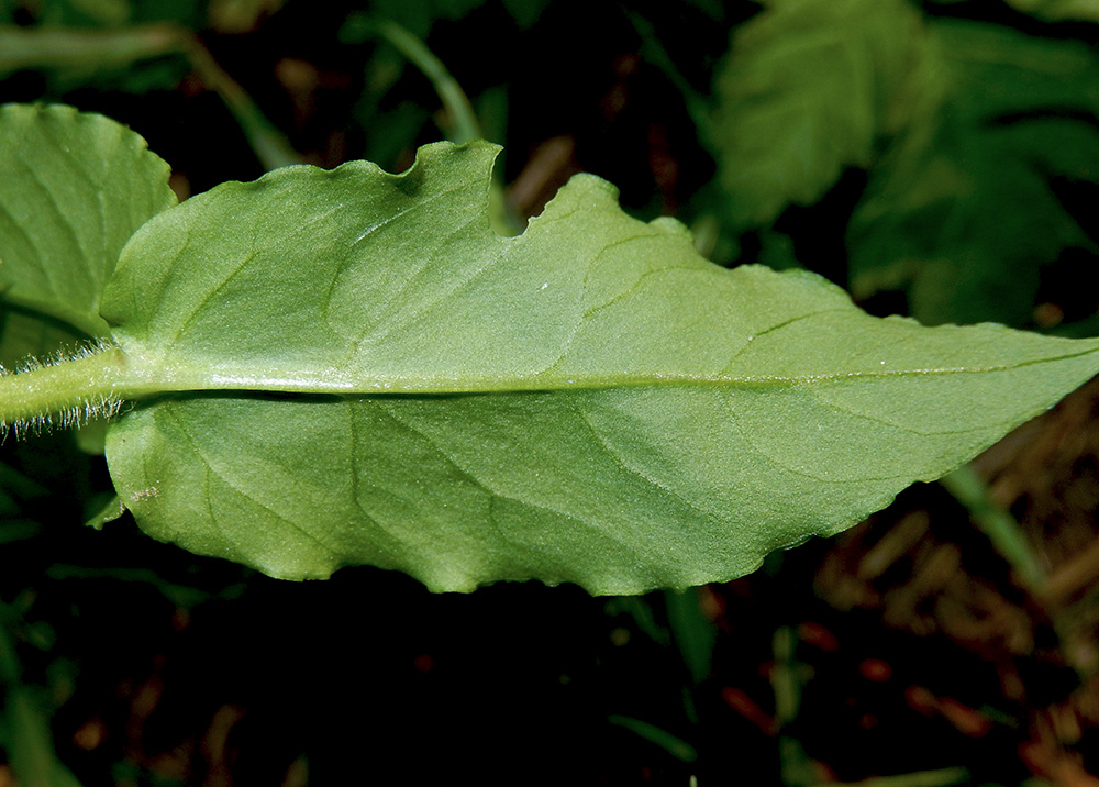 Изображение особи Myosoton aquaticum.