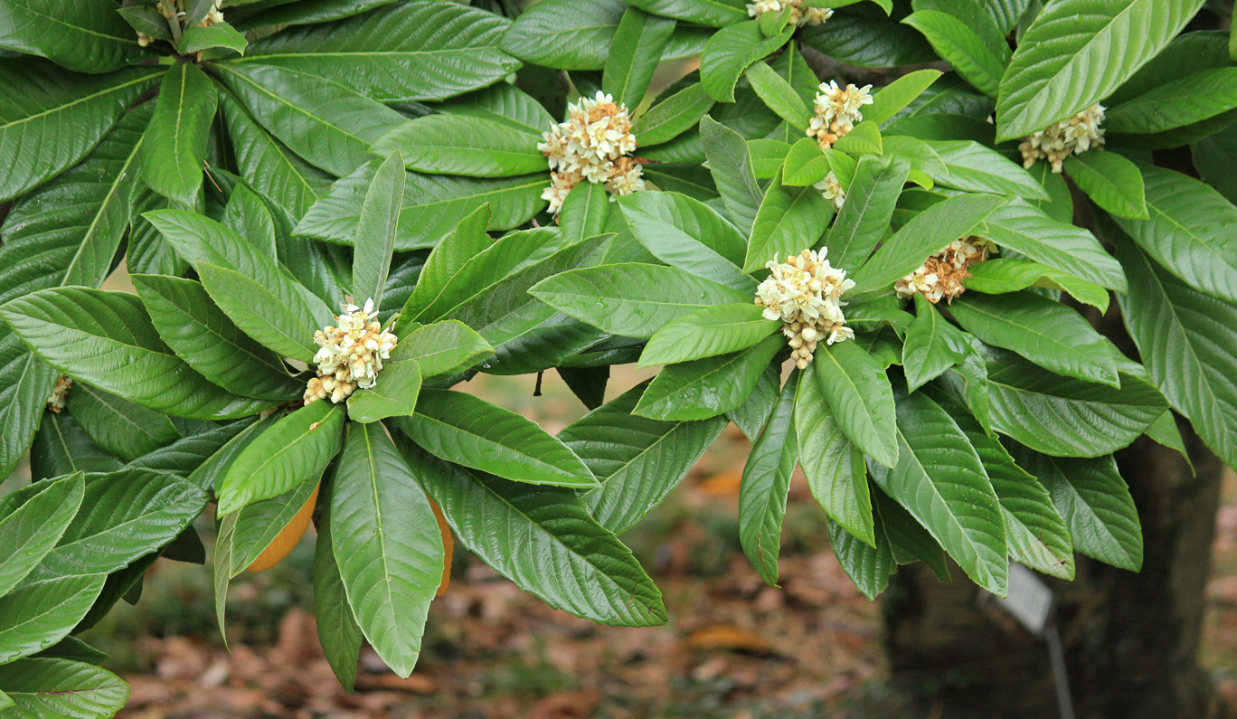 Image of Eriobotrya japonica specimen.