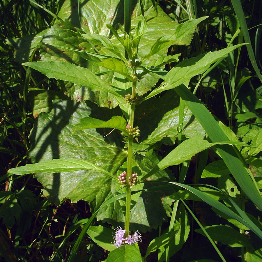 Image of Mentha arvensis specimen.