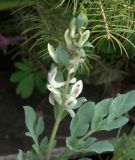 Corydalis maracandica