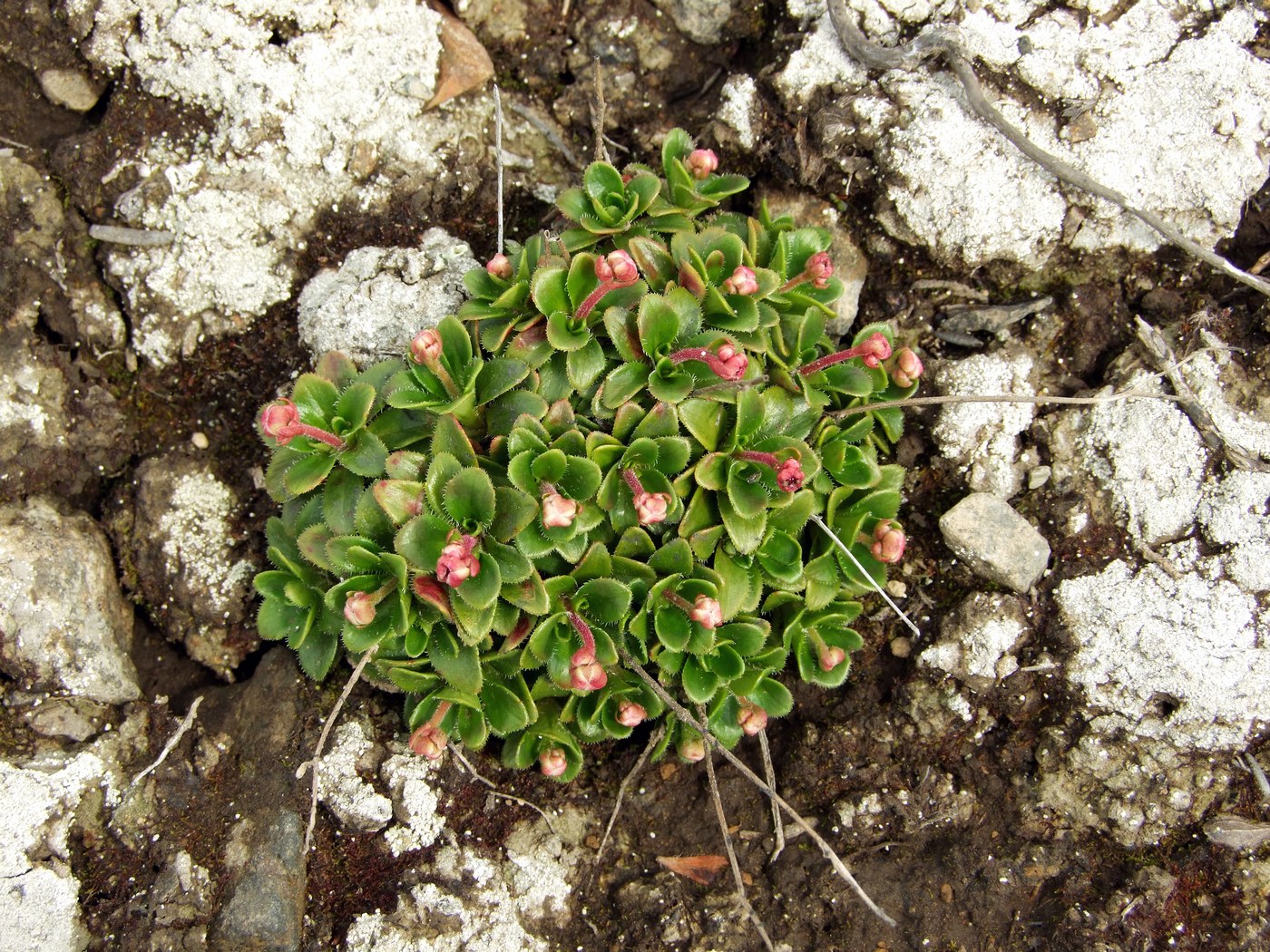 Image of Micranthes merkii specimen.