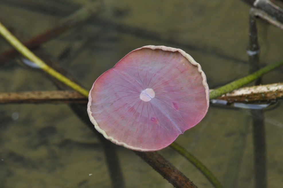 Изображение особи Nelumbo nucifera.