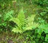 Athyrium filix-femina