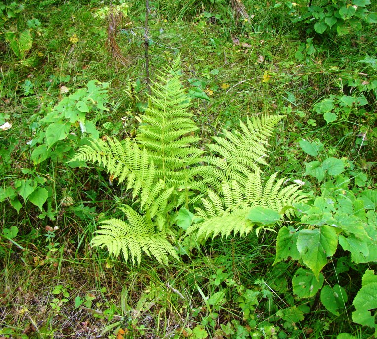 Image of Athyrium filix-femina specimen.