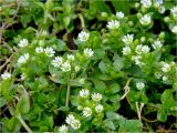 Stellaria media
