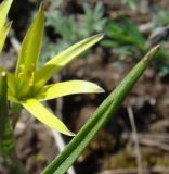 Gagea maeotica. Верхушка прикорневого листа. Север Краснодарского края, Кущёвский заказник. 05.04.2010.