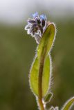 Myosotis micrantha