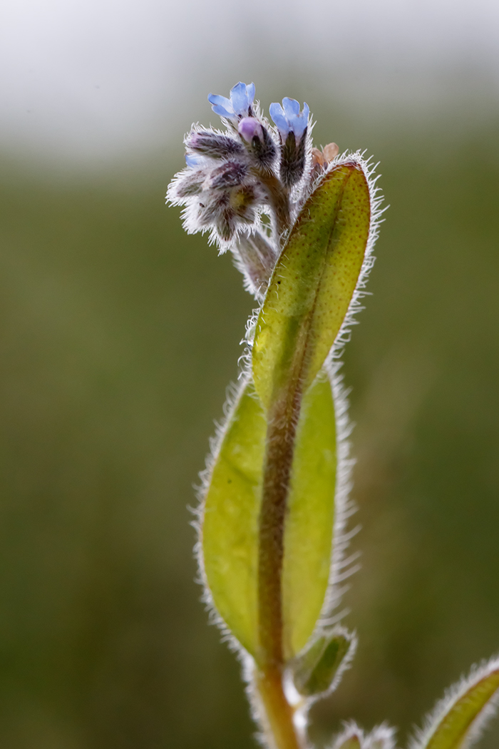 Изображение особи Myosotis micrantha.