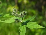 Geranium erianthum