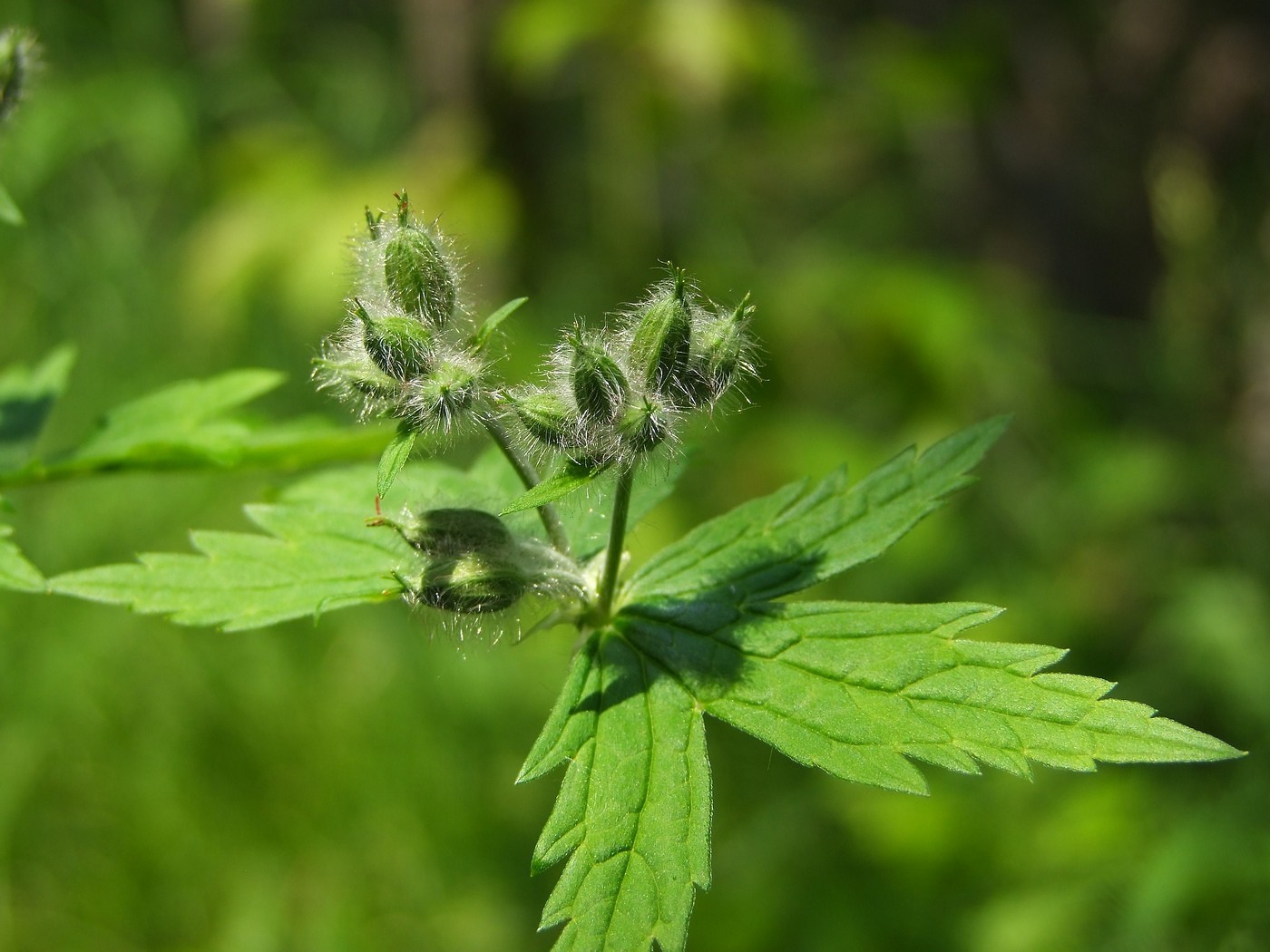 Изображение особи Geranium erianthum.